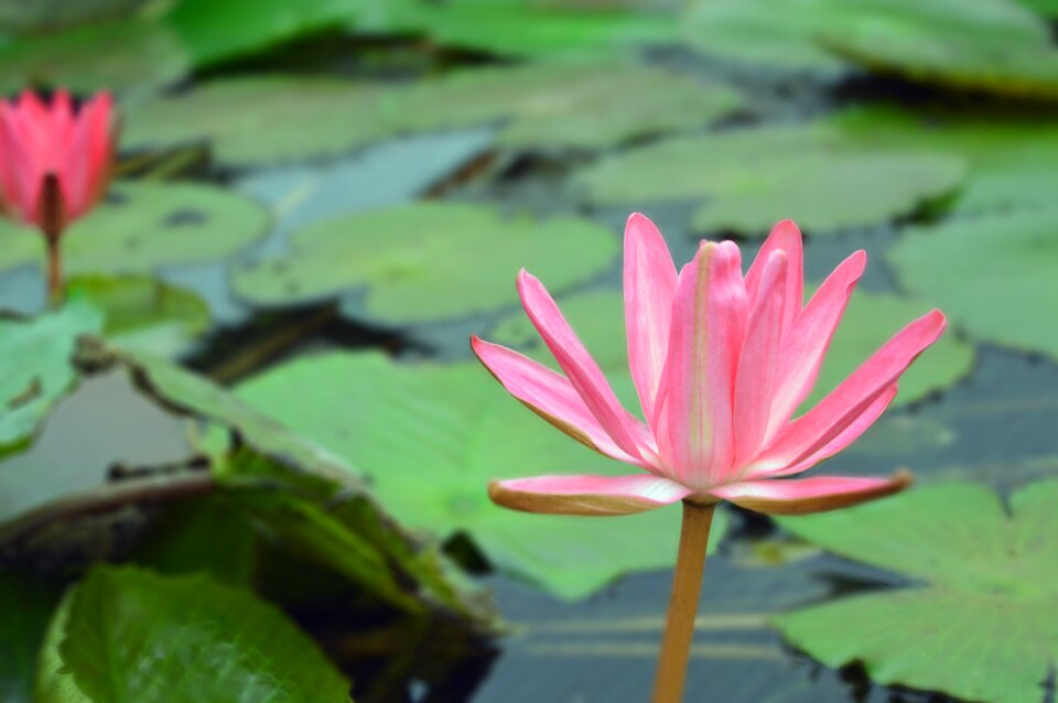 Water pond beauty