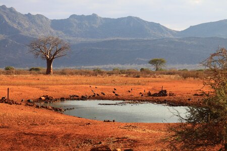 Kenya tsavo west water hole