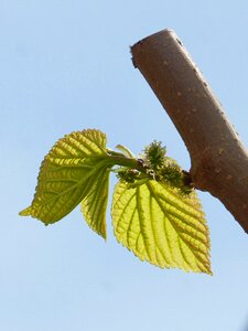 Moral tender leaves translucent