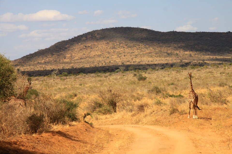 Giraffe kenya tsavo west