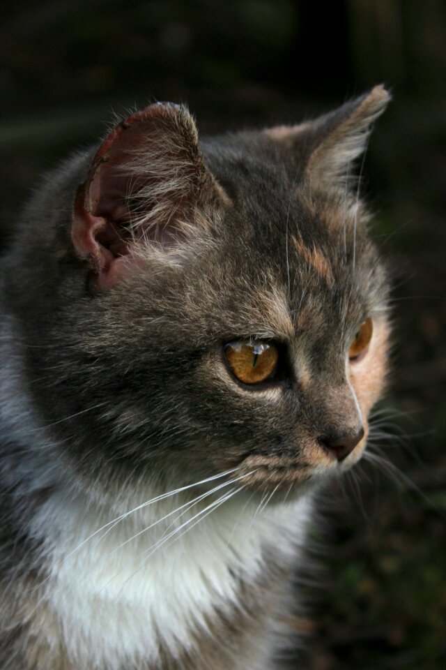 Beautiful cute kitty