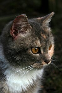 Beautiful cute kitty