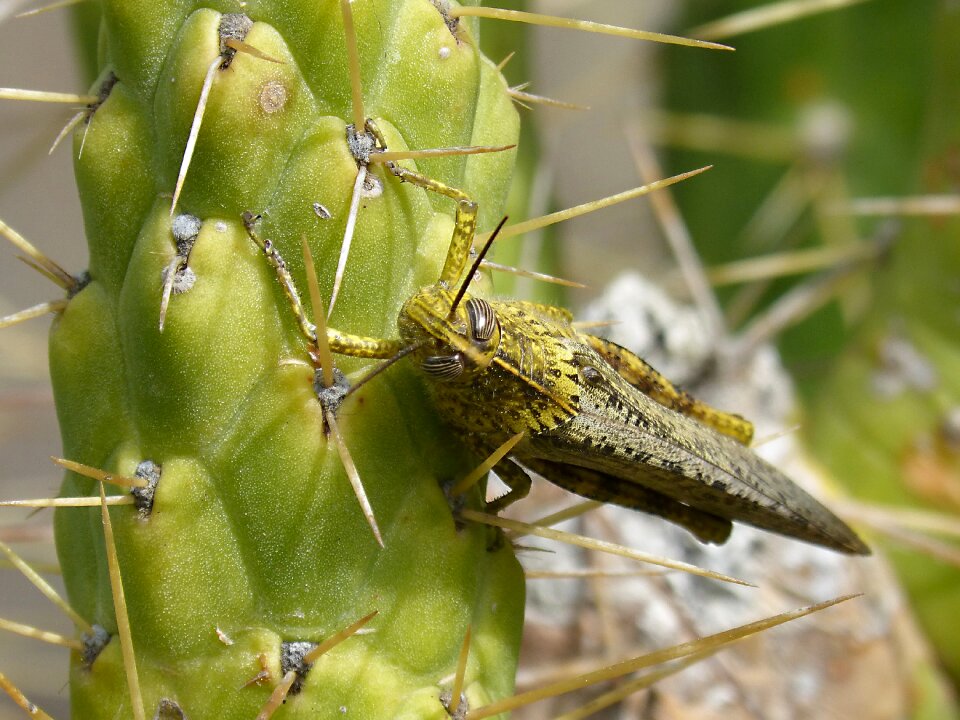 Eyes grated cactus insect