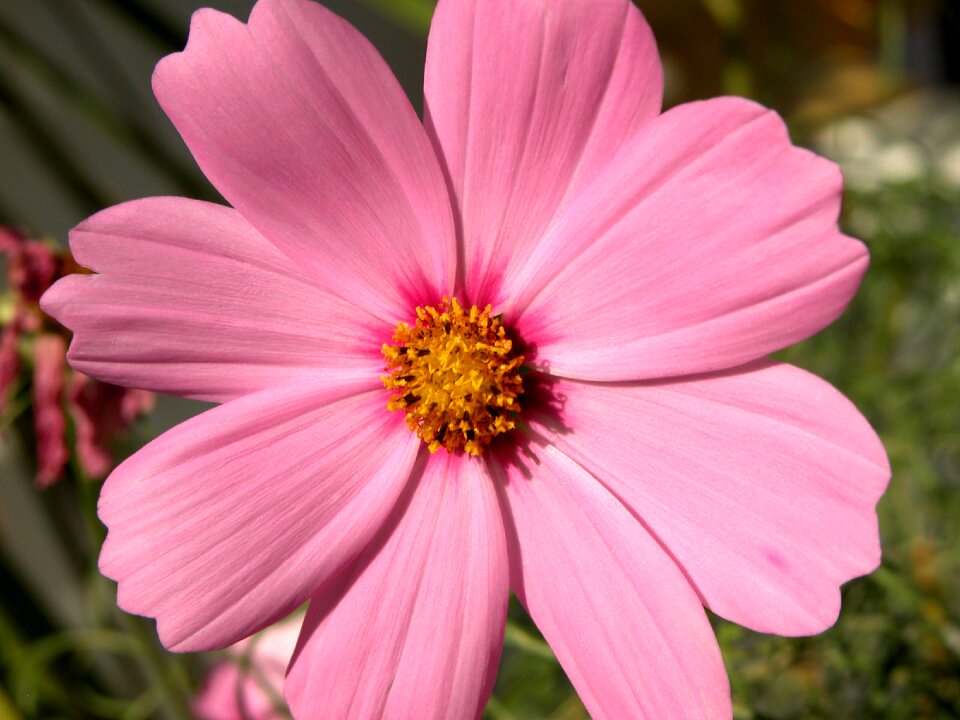 Nature spring floral