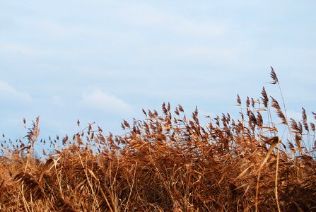 Bremen reed sky