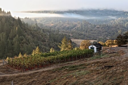 California wineglass vine photo