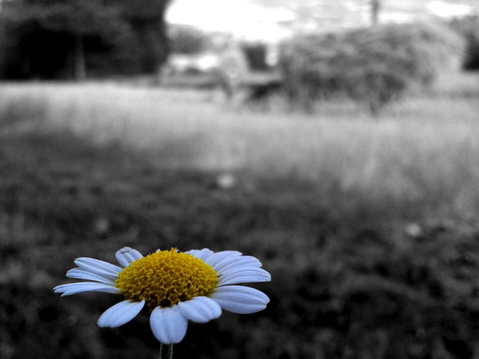 Flower selective color plant