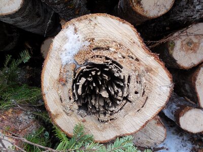 Timber pattern trunk photo