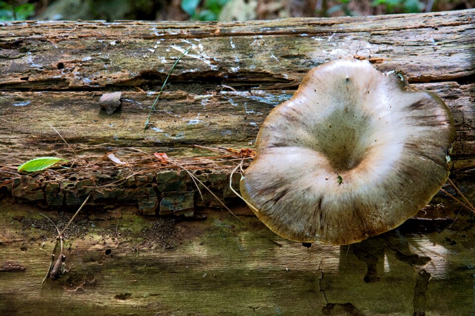 Nature forest trunk