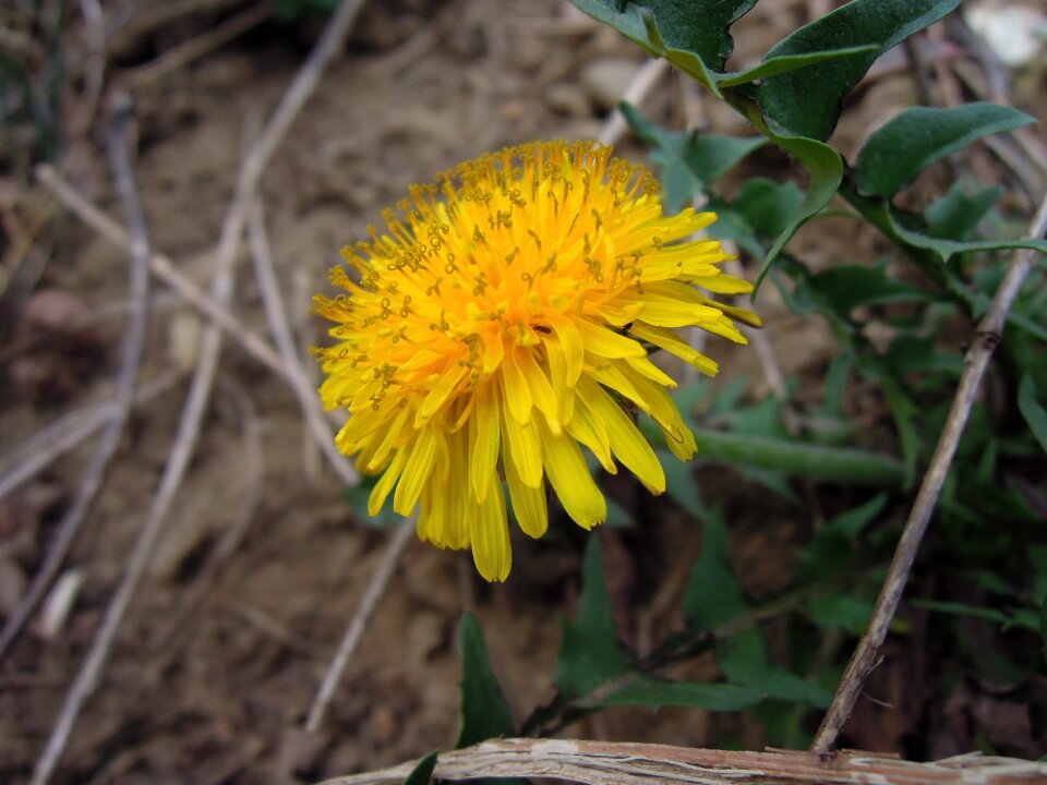 Nature blooming