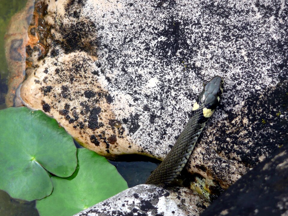 Natrix natrix garden pond nature
