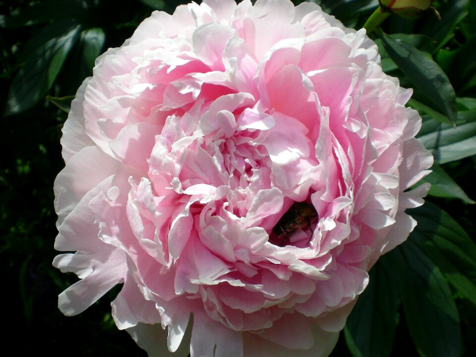 Pink garden romantically