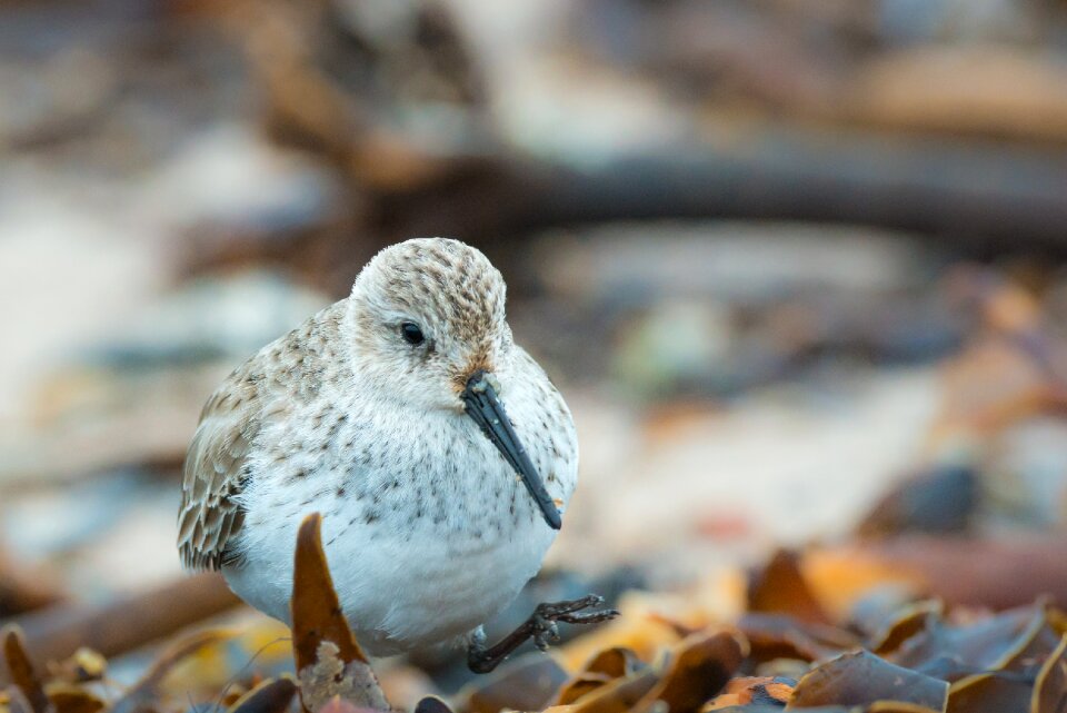 Bird beach north sea
