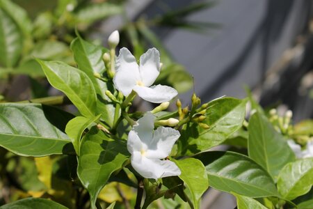 Vietnam flowers tropical flowers hoi flowers