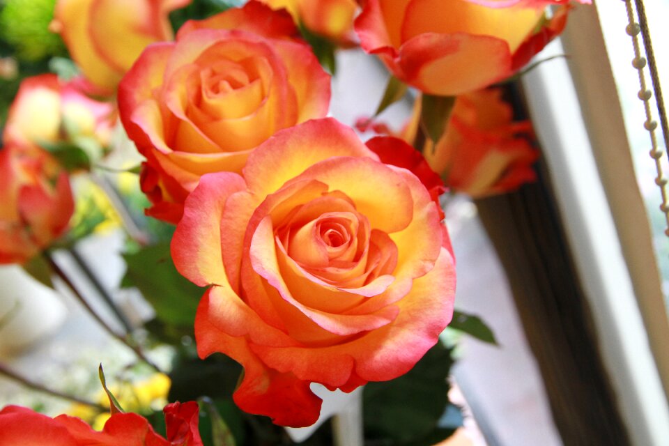 Rose flowers pink rose