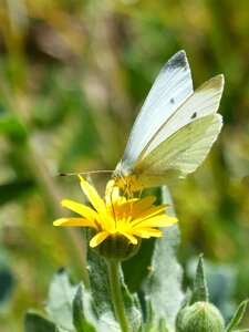 Dandelion blanquita of cabbage pieris rapae