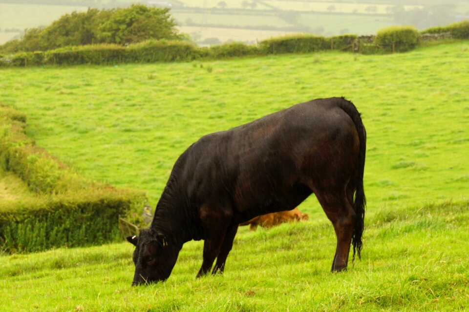 Green uk landscapes
