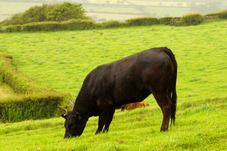Green uk landscapes