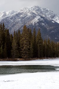 Conifers mountains snowy