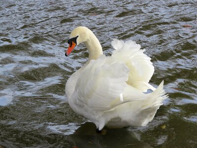 Bird majestic soft
