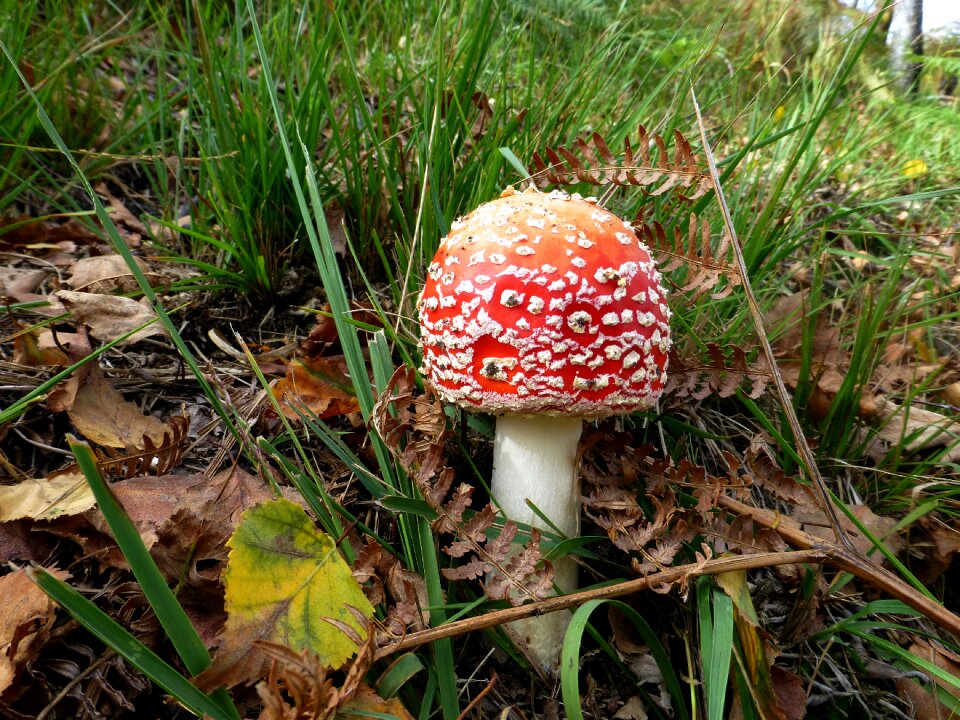 Nature forest autumn
