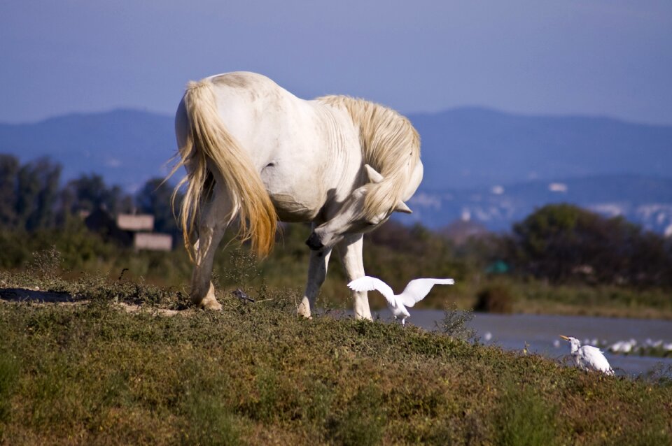 Nature white outdoors