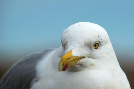 Head eyes seagull bird photo