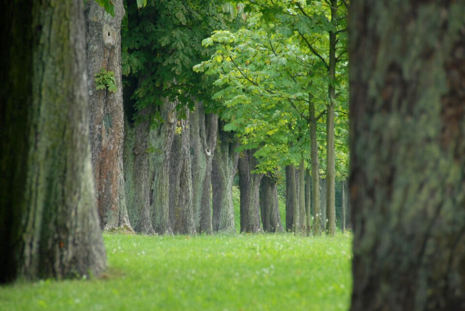 Park chestnut avenue
