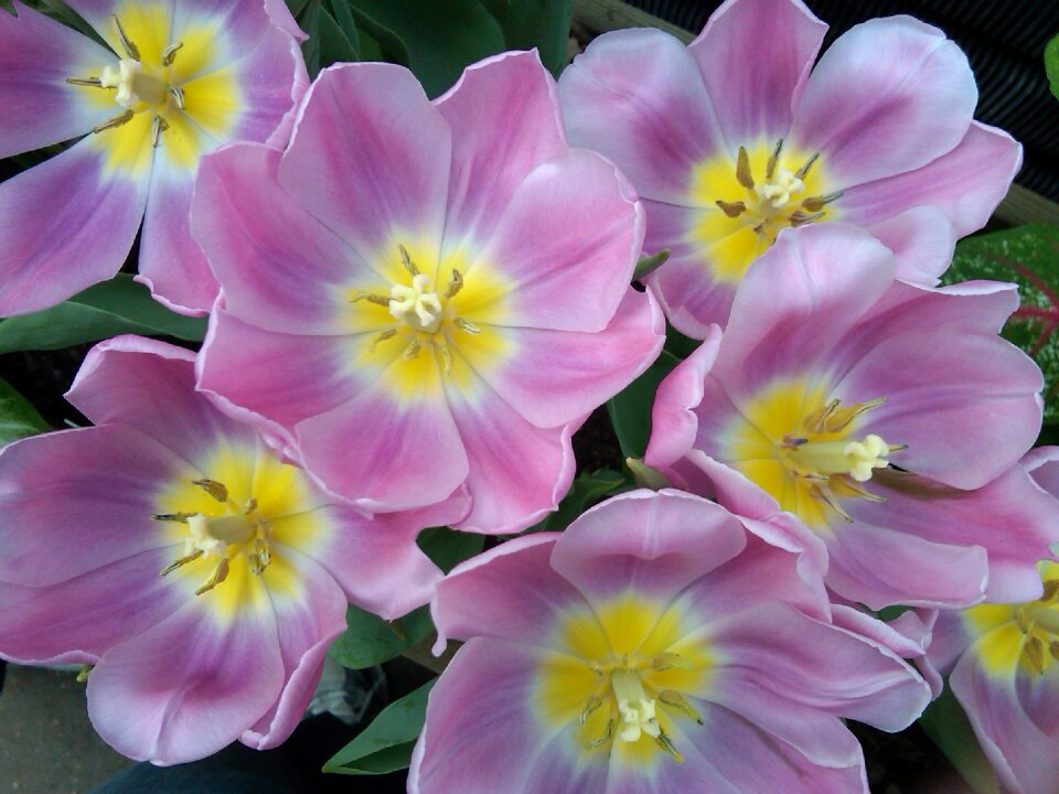 Pink flowers floral plant