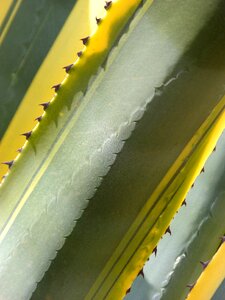 Background texture bicolor