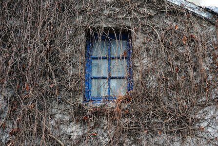 Facade old house ivy photo