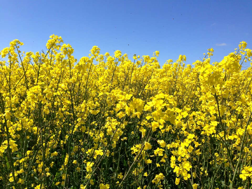 Canola field nature