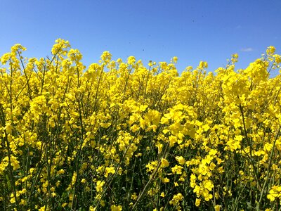 Canola field nature