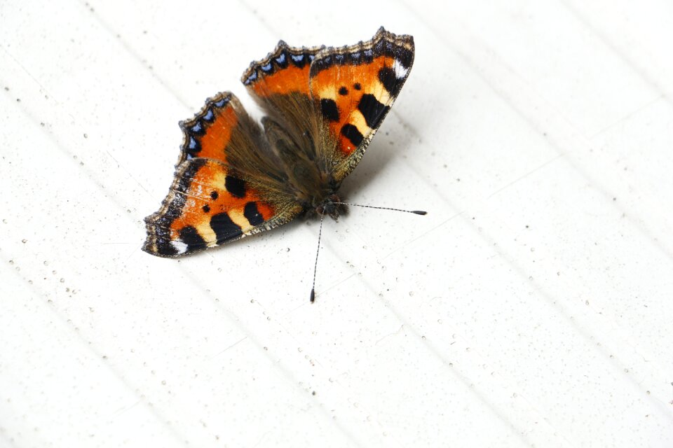 Blossom bloom peacock butterfly