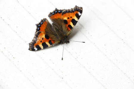 Blossom bloom peacock butterfly photo