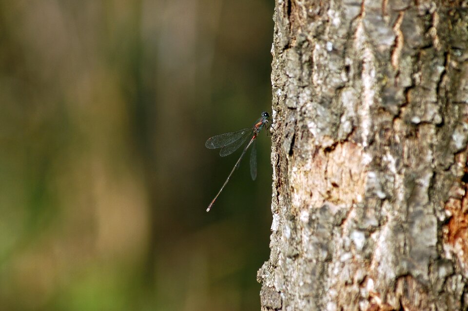 Insect wildlife