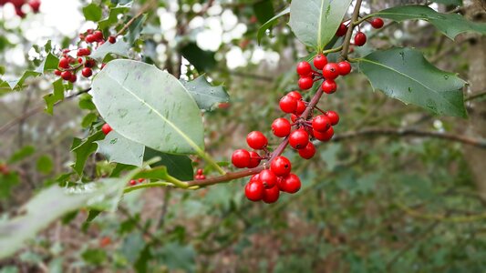 Red plant