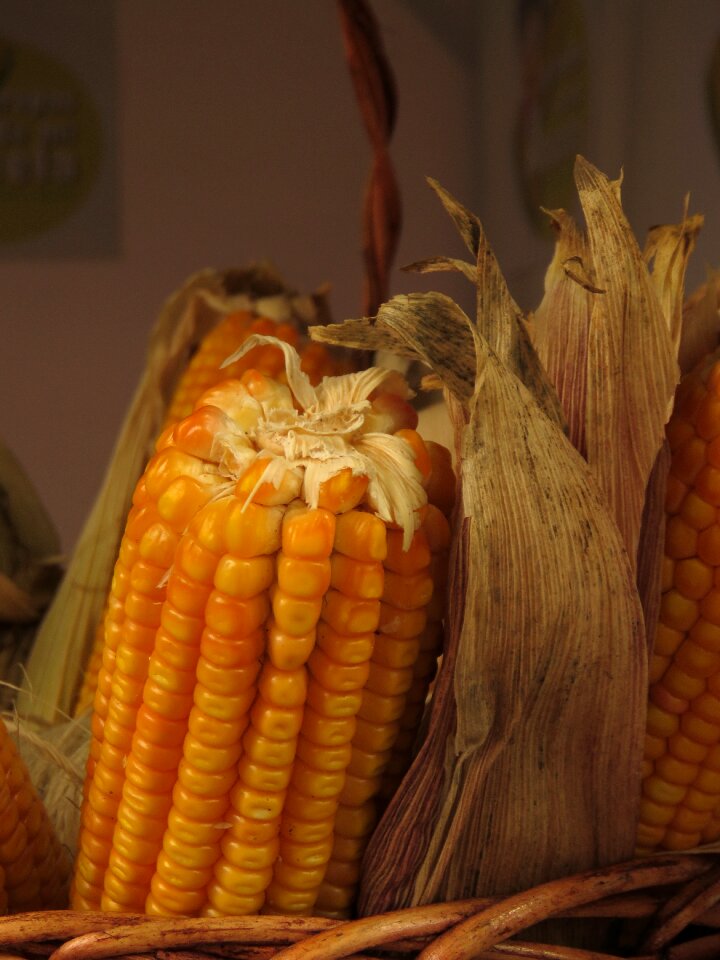 Corn food grain