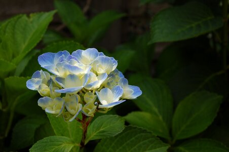 Spring colors colorful flowers