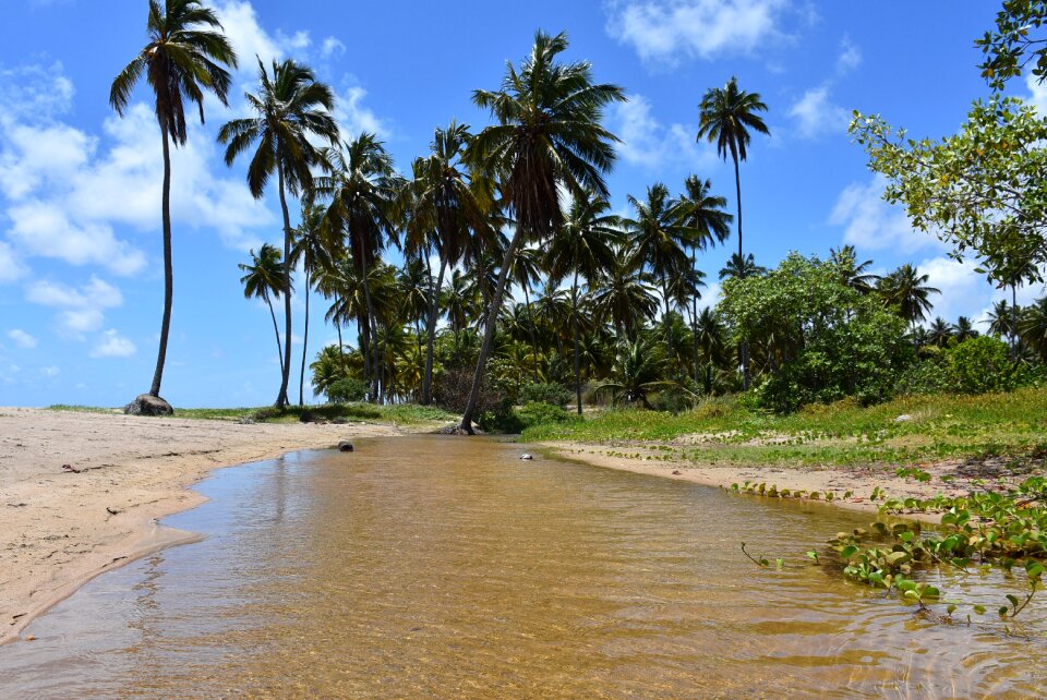 The coast of alagoas mar beach