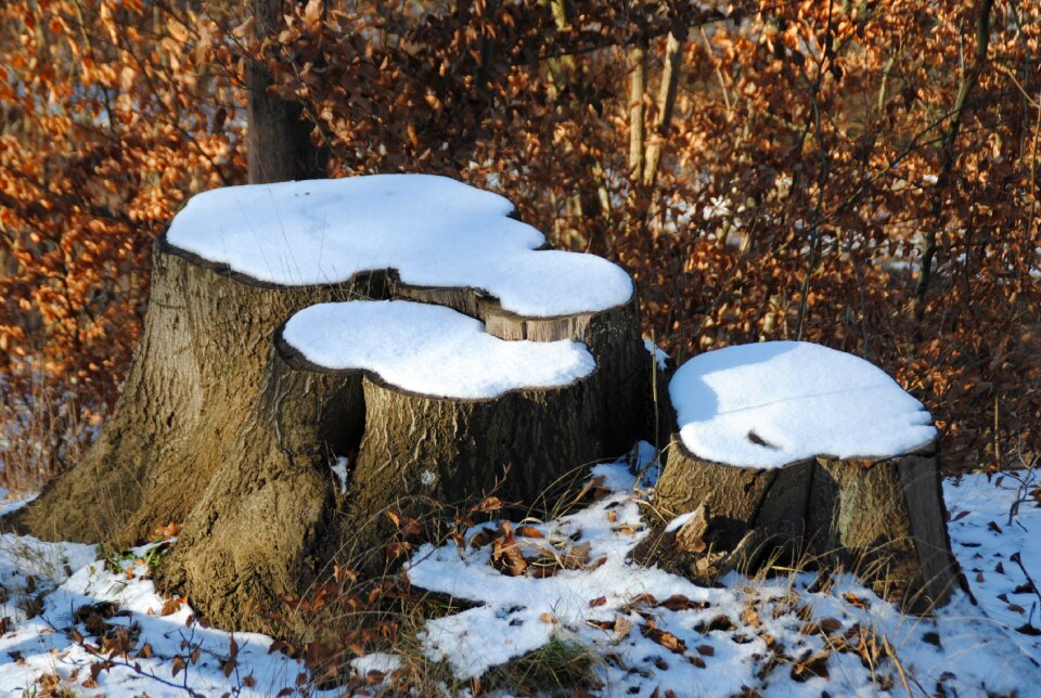 Stumps snow winter