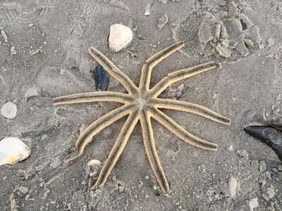 Beach marine sea
