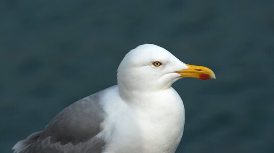 Large gull seevogel sea photo