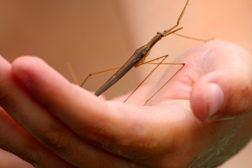 Insect arthropoda hand