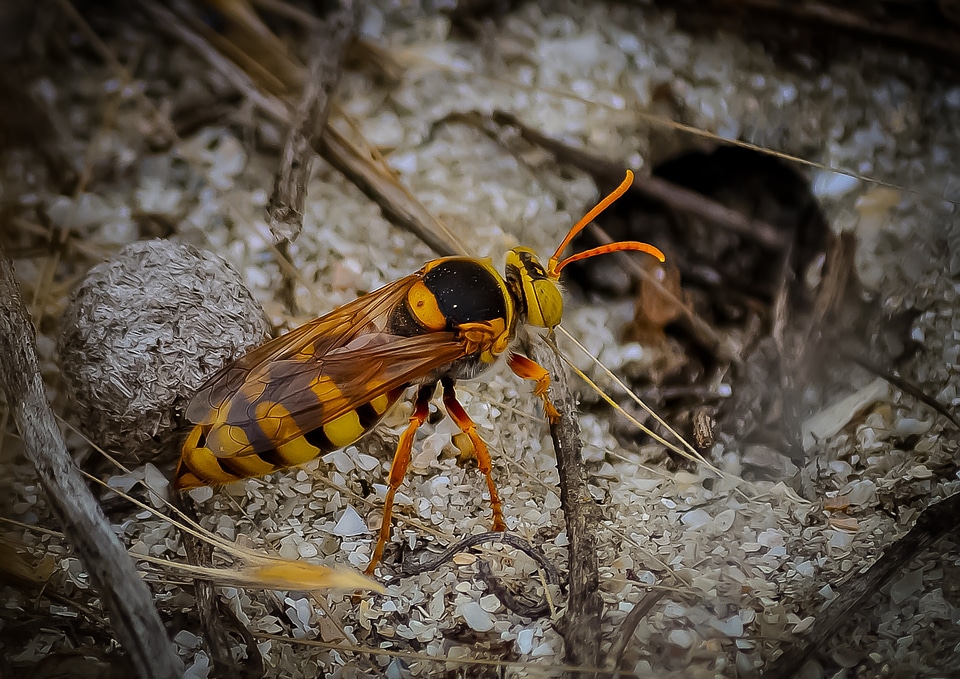 Bug nature close-up
