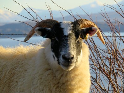 Isle of skye horn ram photo