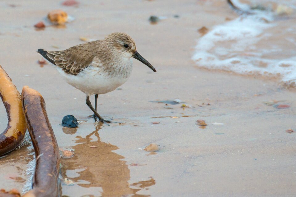 Helgoland water bird beach