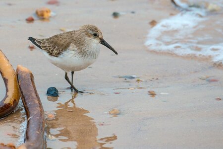 Helgoland water bird beach
