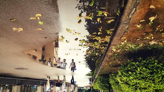 Defoliation rain reflection