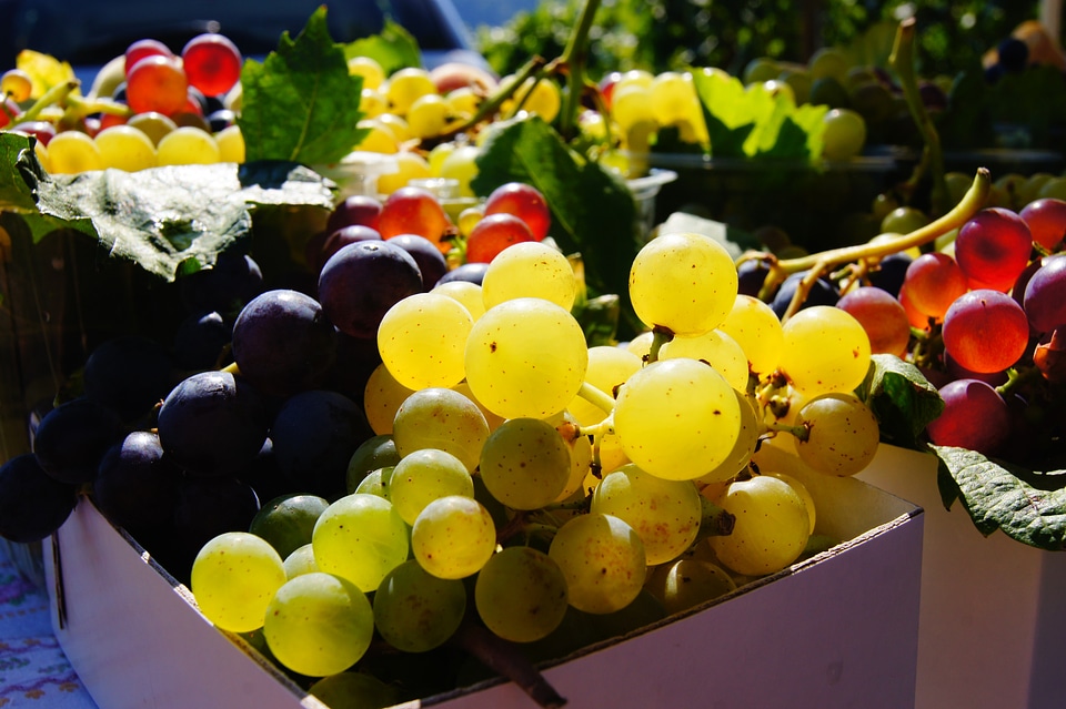 Colorful wine vine